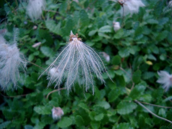 Dryas octopetala (Silberwurz)