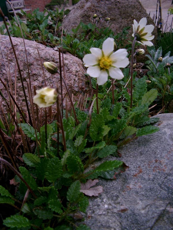Dryas octopetala (Silberwurz)