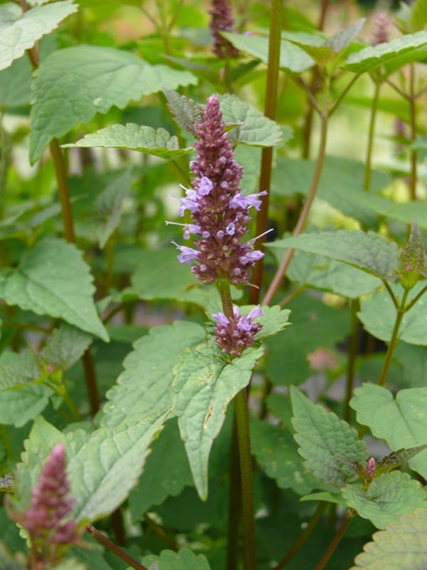 Agastache rugosa 'Korean Zest' (Koreanische Nesselminze)