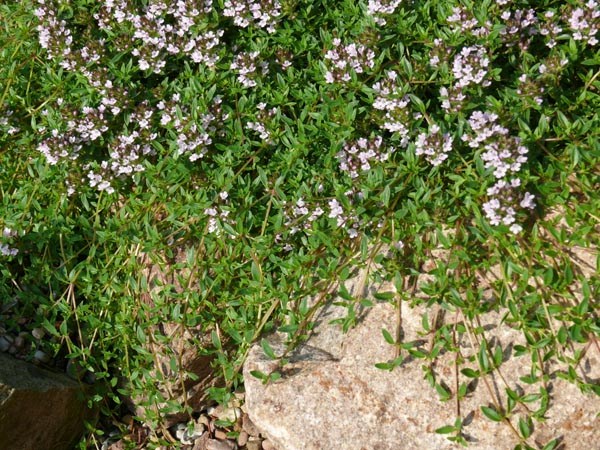 Thymus herba-barona v. citriodorus (Kriechender Zitronenthymian)