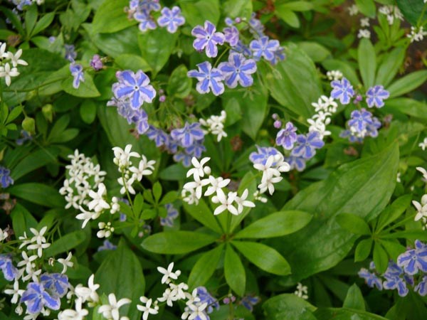 Omphalodes cappadocica 'Starry Eyes' (Weißblaues Gedenkemein)