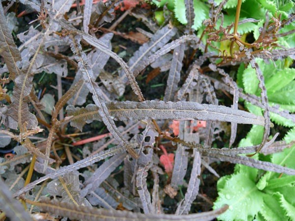 Rumex flexuosus 'Copper Sword' (Bronze-Ampfer)