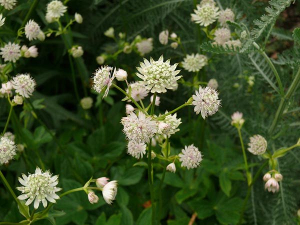 Astrantia carniolica (Kärtner Sterndolde)