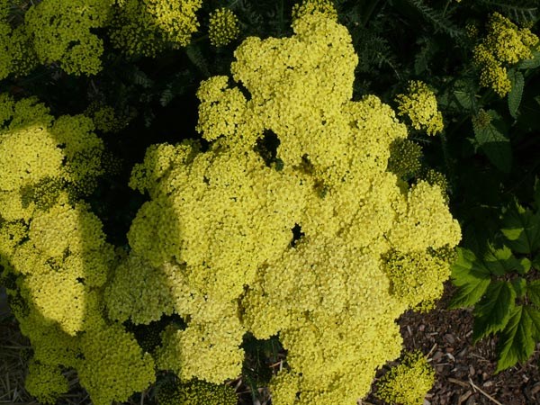 Achillea Filipendulina-Hybride 'Hella Glashoff' (Schwefelgelbe Garten-Schafgarbe)