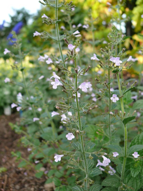 Calamintha nepeta 'Blue Cloud' (Hellvioletter Steinquendel)