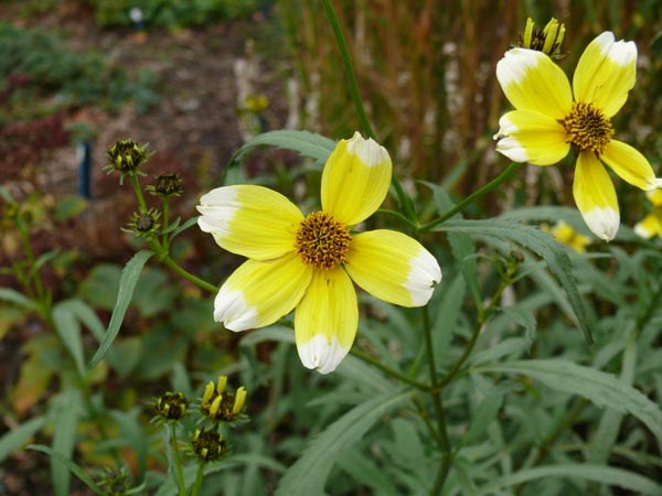 Bidens heterophylla 'Lemon Drop' (Getupfter Zweizahn)