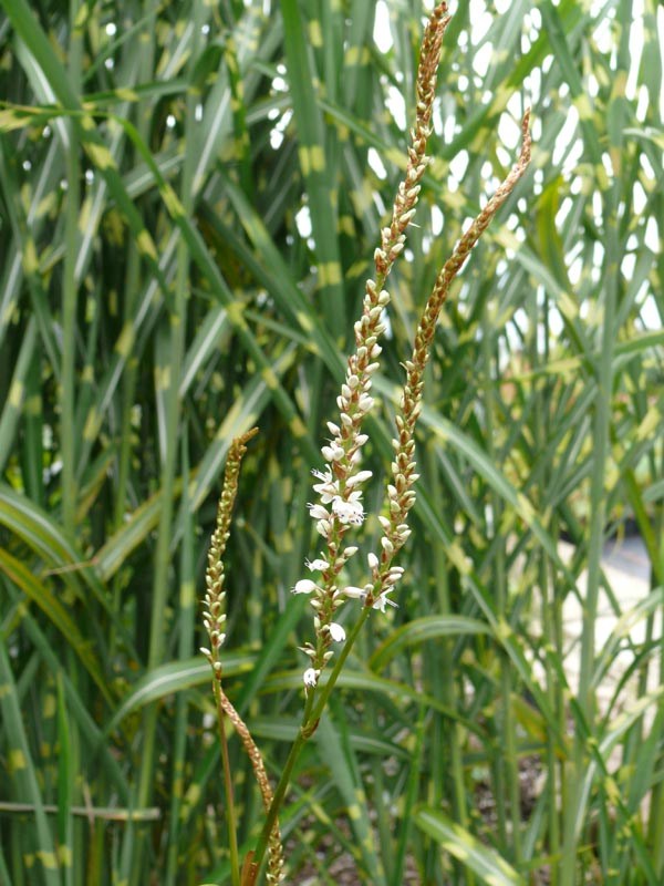 Persicaria amplexicaule 'Album' (Weißer Kerzen-Knöterich)