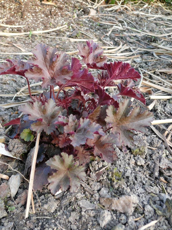 Heuchera Micrantha-Hybride 'Chocolate Ruffles' (Schokoladenfarbiges Purpurglöckchen)