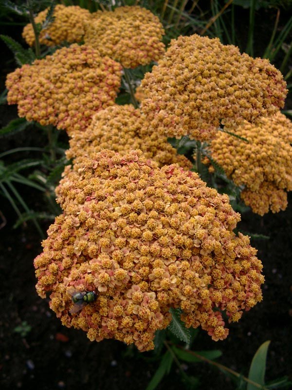 Achillea Filipendulina-Hybride 'Terracotta' (Terracottafarbene Garten-Schafgarbe)