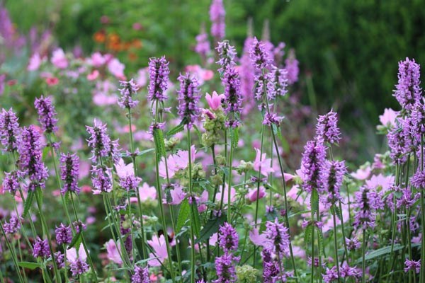 Stachys monnieri 'Hummelo' (Zottiger Ziest)
