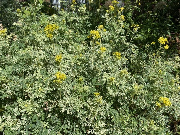 Ruta graveolens 'Variegata' (Panaschierte Weinraute)