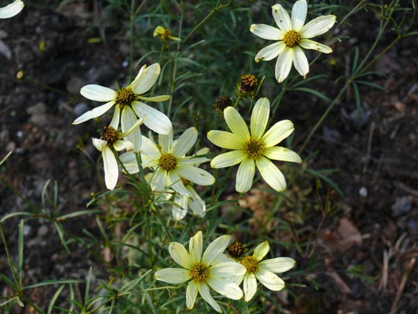 Coreopsis Verticillata-Hybride 'Moonbeam' (Mädchenauge)