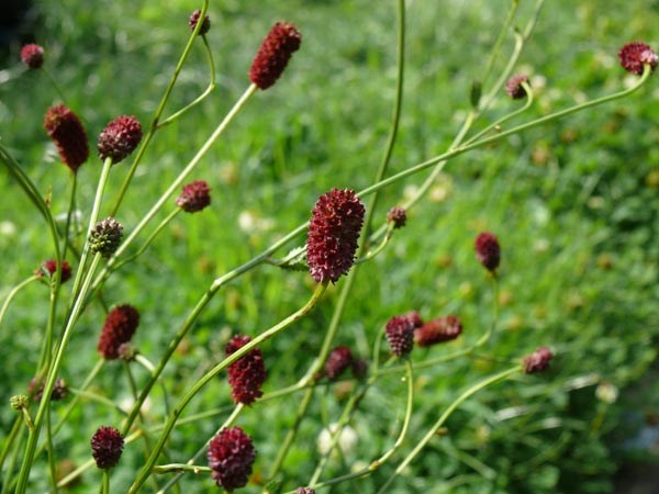 Sanguisorba officinalis 'Tanna' (Purpur-Wiesenknopf)