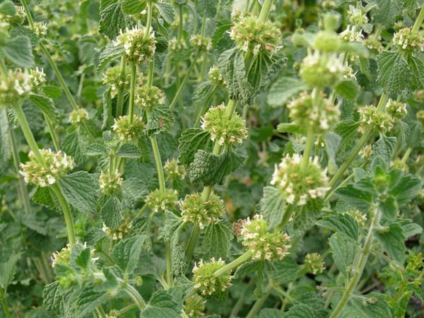 Marrubium vulgare (Weißer Andorn)