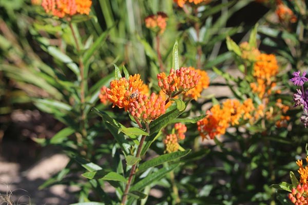Asclepias tuberosa (Knollige Seidenpflanze)