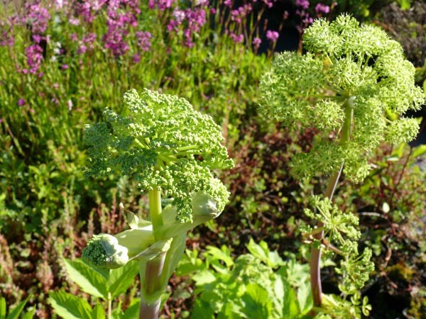 Angelica archangelica (Arznei-Engelwurz)