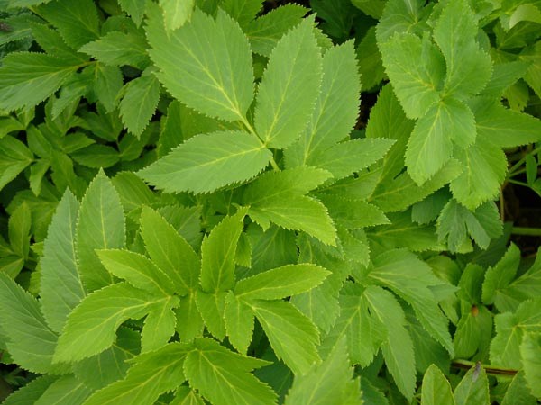 Angelica archangelica (Arznei-Engelwurz)