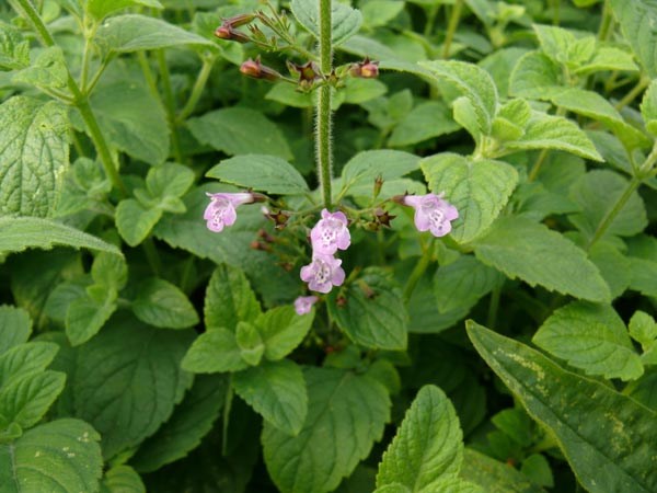 Calamintha sylvatica (Wald-Bergminze)
