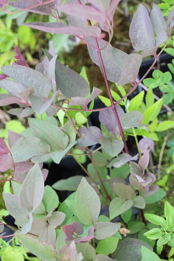 Clematis recta 'Purpurea' (Aufrechte Waldrebe)