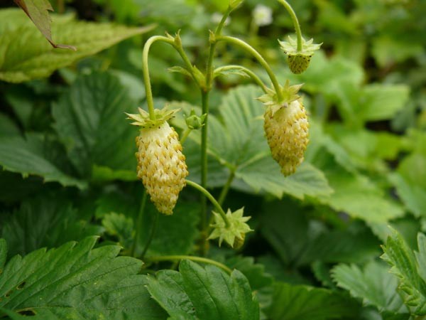 Fragaria vesca var. semperflorens 'Alpine Yellow' (Gelbfruchtige Monatserdbeere)