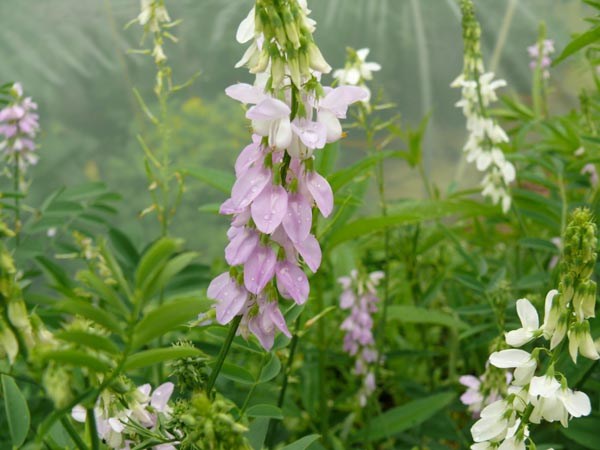 Galega officinalis (Geissraute)
