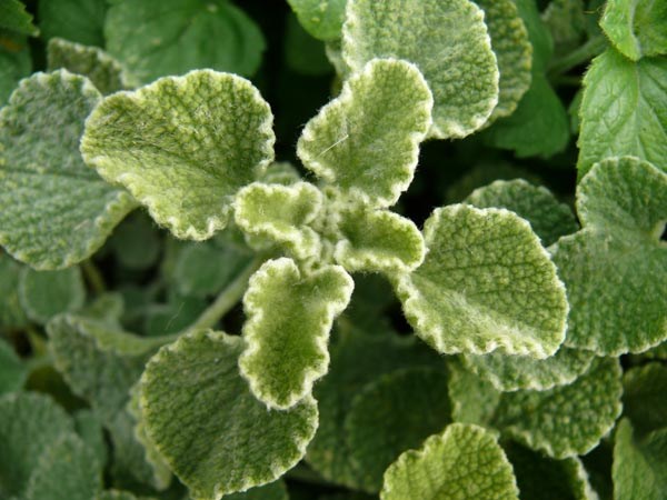 Marrubium cylleneum (Andorn)