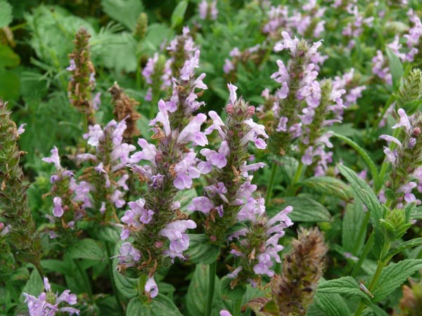 Nepeta nervosa 'Pink Cat' (Aufrechte Kaschmir-Minze)