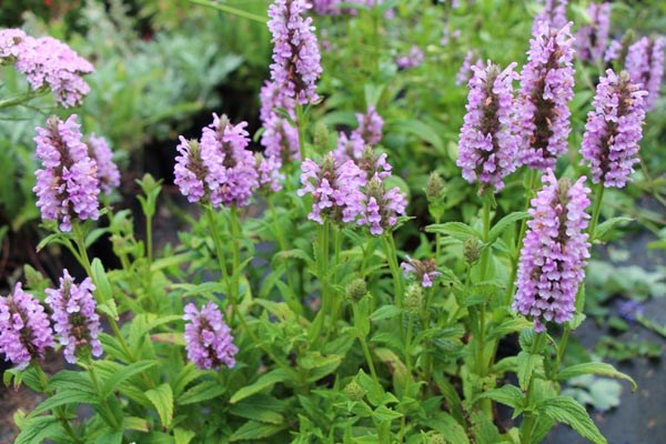 Nepeta nervosa 'Pink Cat' (Aufrechte Kaschmir-Minze)