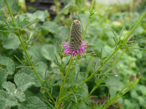Petalostemum purpureum 'Stephanie' (Purpur-Prärieklee)