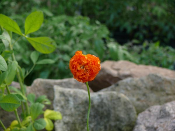 Meconopsis cambrica 'Aurantiaca Plena' (Gefüllter Waldscheinmohn)