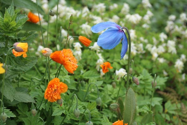 Meconopsis cambrica 'Aurantiaca Plena' (Gefüllter Waldscheinmohn)