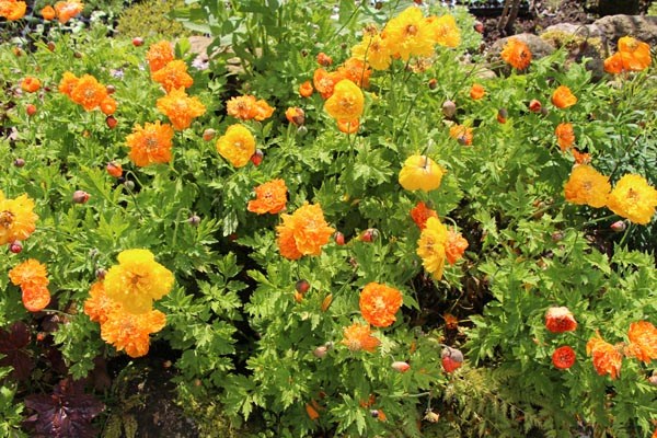 Meconopsis cambrica 'Aurantiaca Plena' (Gefüllter Waldscheinmohn)