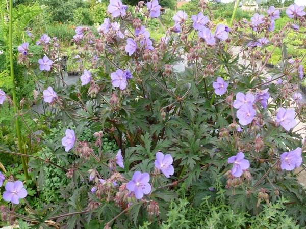 Geranium pratense 'Purple Haze' (Schoko-Wiesenstorchschnabel)