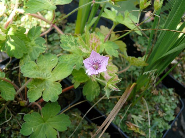 Geranium thunbergii 'Jester's Jacket' (Panaschierter Asien-Storchschnabel)