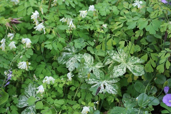 Geranium thunbergii 'Jester's Jacket' (Panaschierter Asien-Storchschnabel)