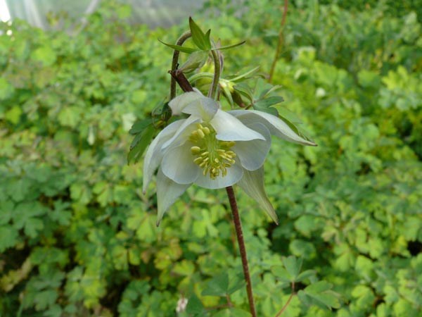Aquilegia fragrans (Duftakelei)