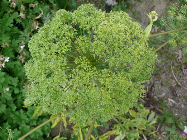 Angelica archangelica 'Corinne Tremaine' (Panaschierter Engelwurz)