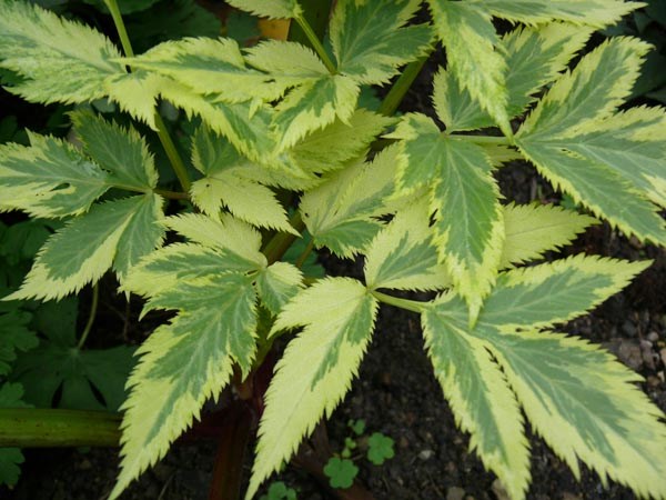 Angelica archangelica 'Corinne Tremaine' (Panaschierter Engelwurz)