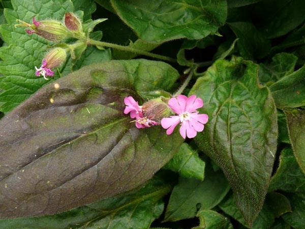 Silene dioica 'Purple Prince' (Rotblättrige Lichtnelke)