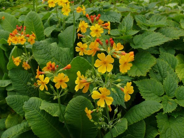 Primula bulleyana (Etagen-Primel)