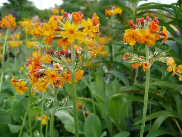 Primula bulleyana (Etagen-Primel)