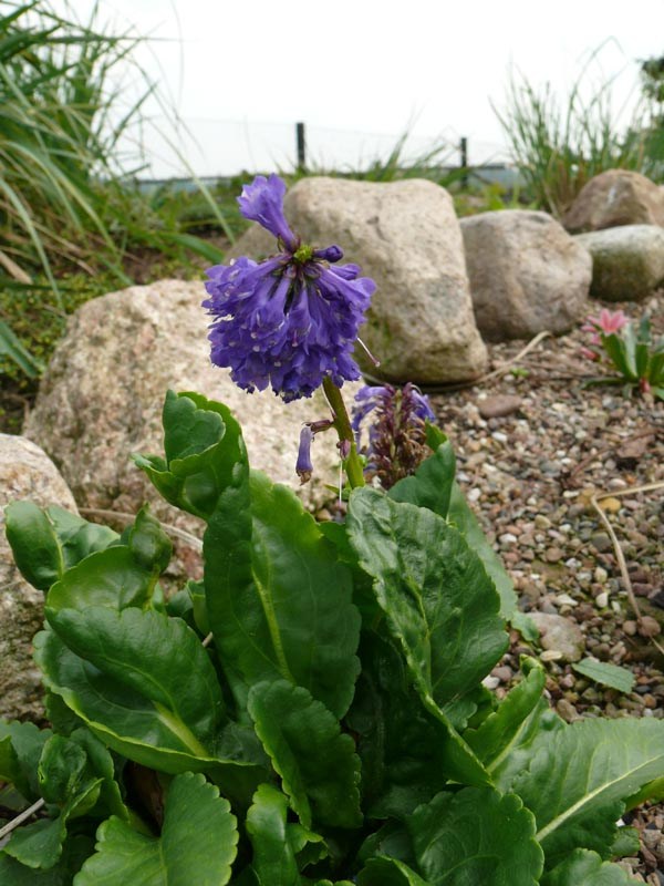 Wulfenia carinthiaca (Kärntner Kuhtritt)