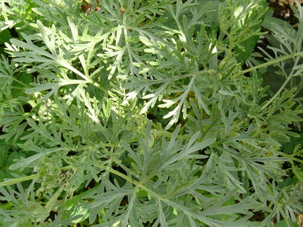 Artemisia arborescens 'Powis Castle' (Silber-Strauch-Wermut)