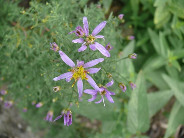Aster sedifolius 'Nanus' (Niedrige Ödland-Aster)