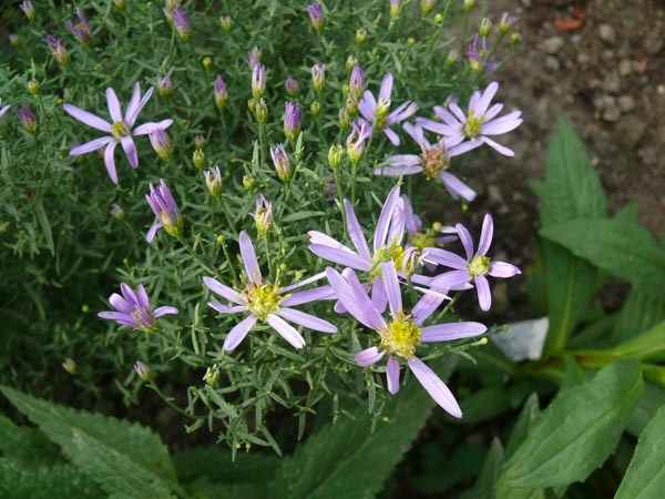 Aster sedifolius 'Nanus' (Niedrige Ödland-Aster)