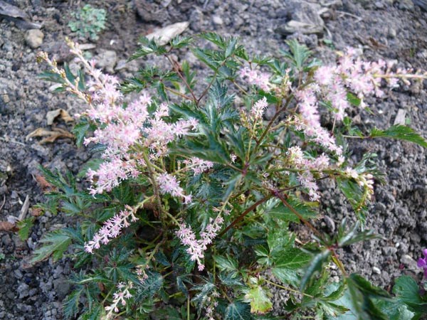 Astilbe glaberrima 'Sprite' (Kahle Zwerg-Spiere)