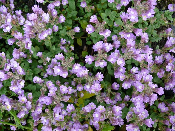 Chaenarrhinum origanifolium 'Blue Dreams' (Zwerglöwenmäulchen)