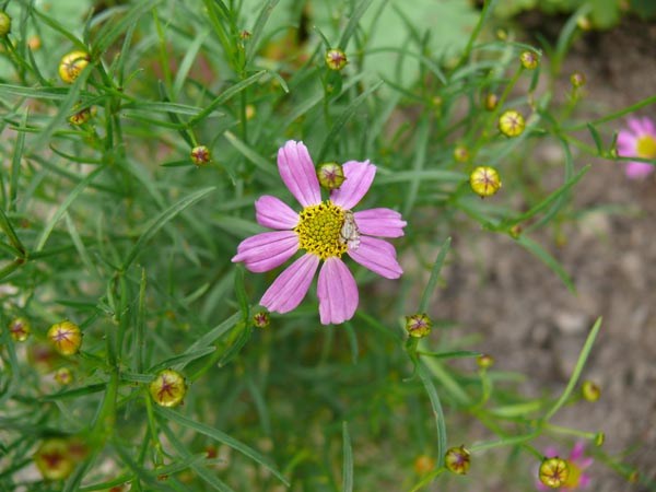 Coreopsis rosea 'American Dream' (Rosablühendes Mädchenauge)