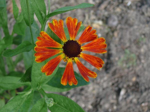 Helenium x hybrida 'Waltraut' (Garten-Sonnenbraut)