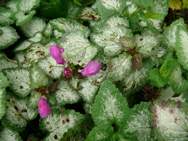 Lamium maculatum 'Beacon Silver' (Taubnessel)